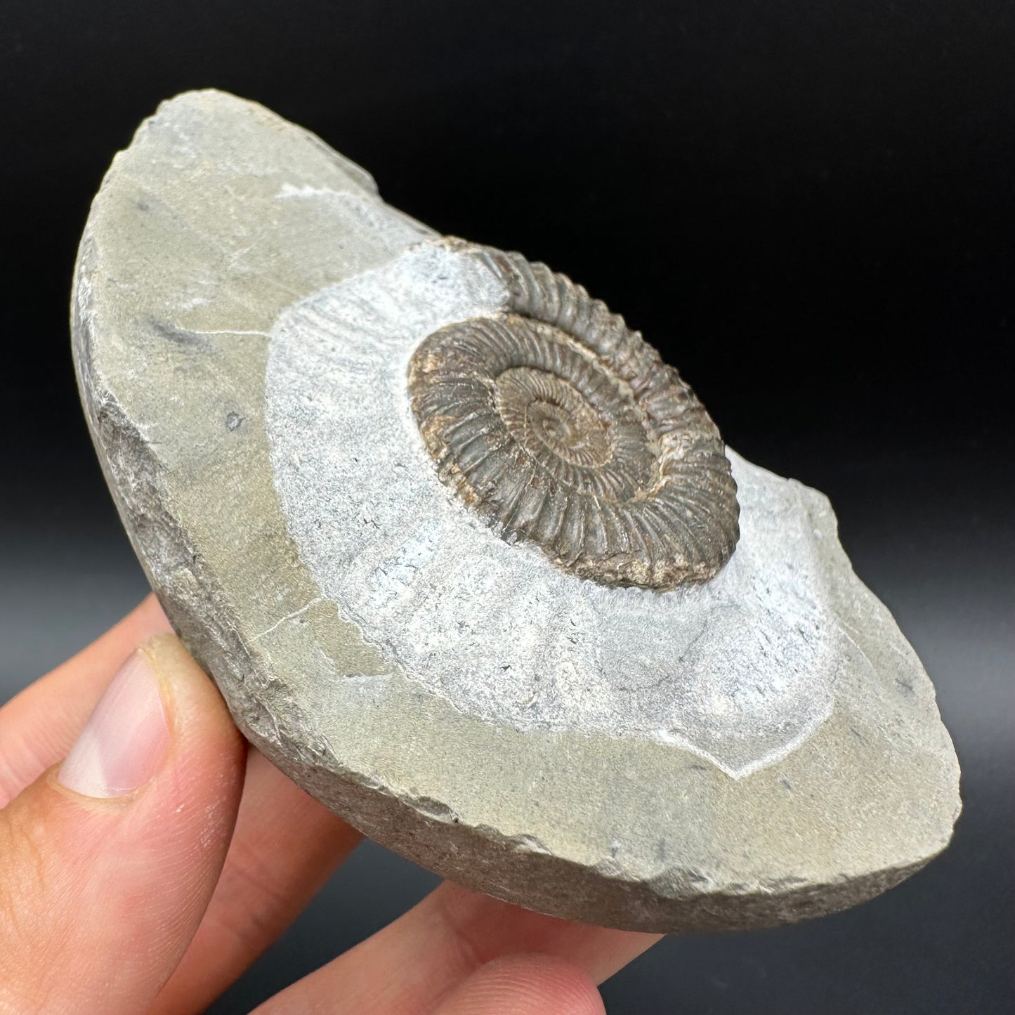 Dactylioceras Ammonite Fossil With Box And Stand - Whitby, North Yorkshire Jurassic Coast Yorkshire Fossils