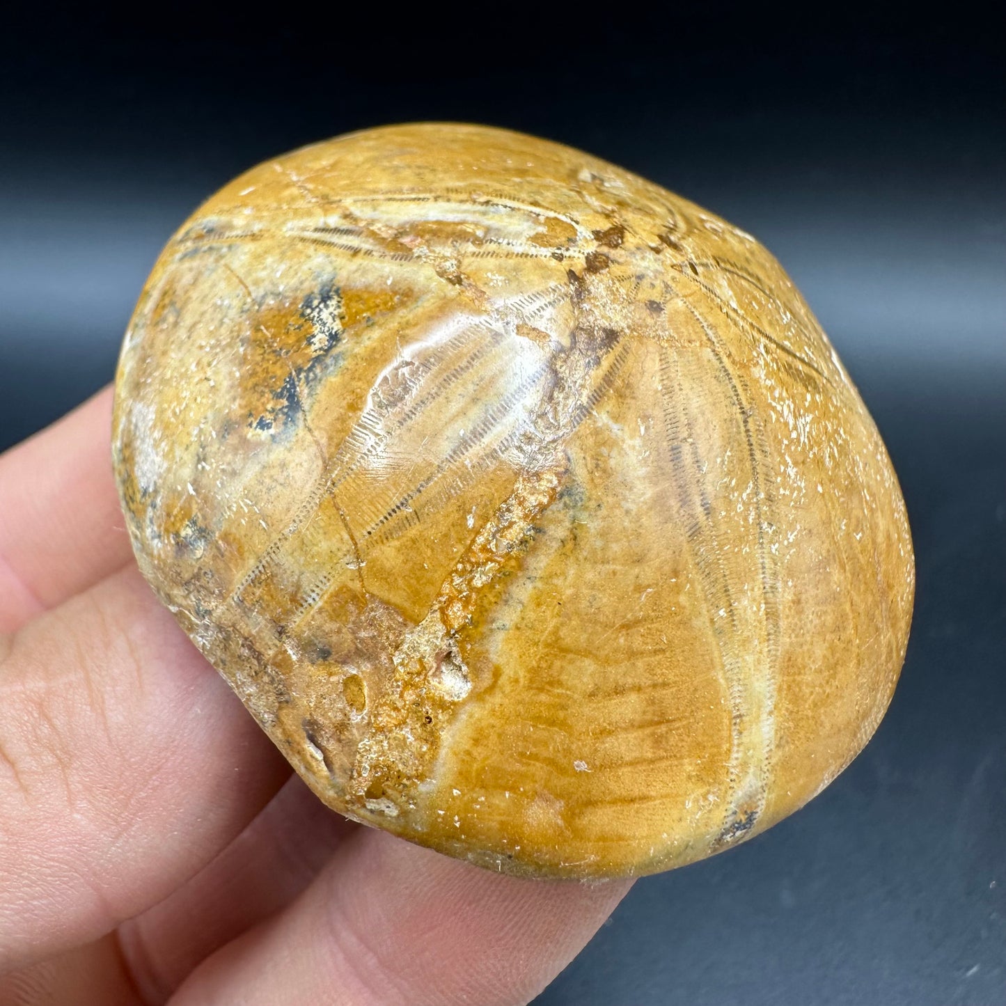 Holectypus Sea Urchin Fossil With Box And Stand - Middle Jurassic Madagascar