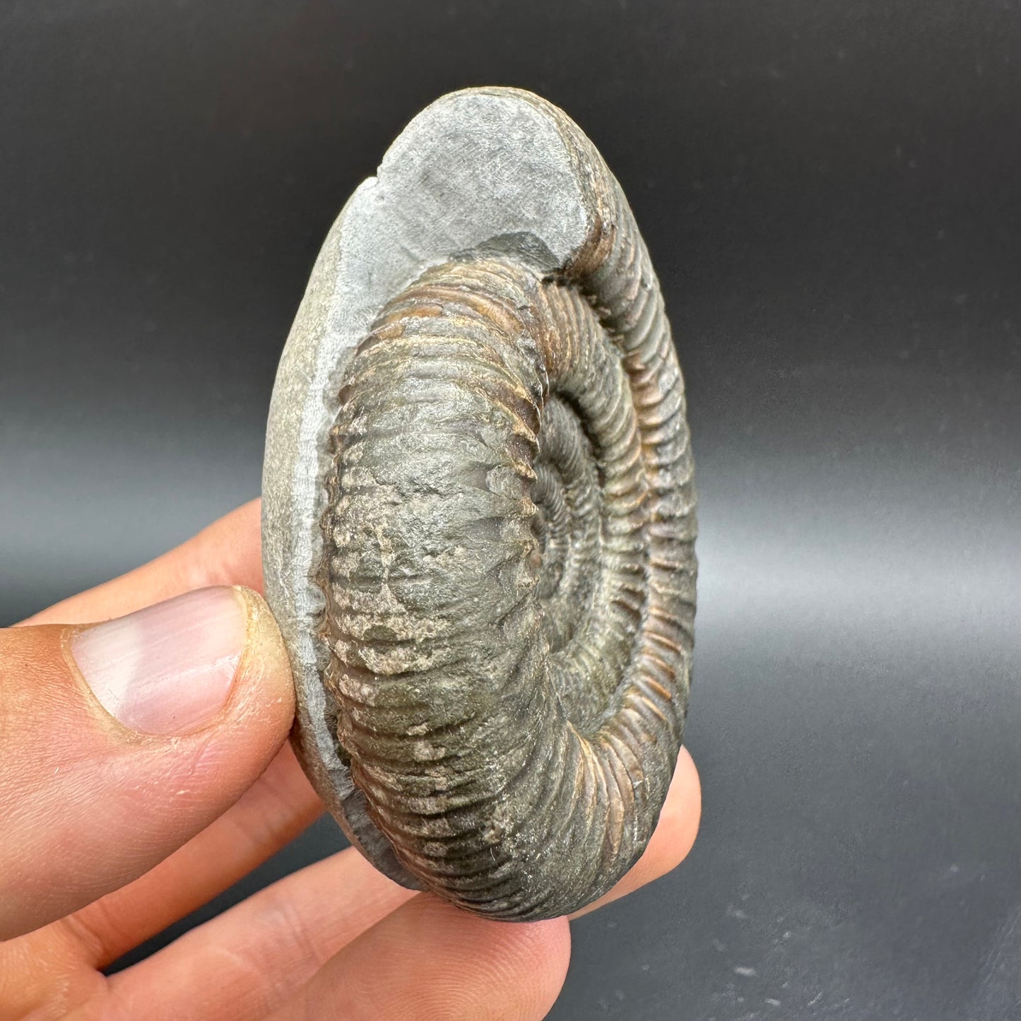 Dactylioceras Ammonite Fossil With Box And Stand - Whitby, North Yorkshire Jurassic Coast Yorkshire Fossils