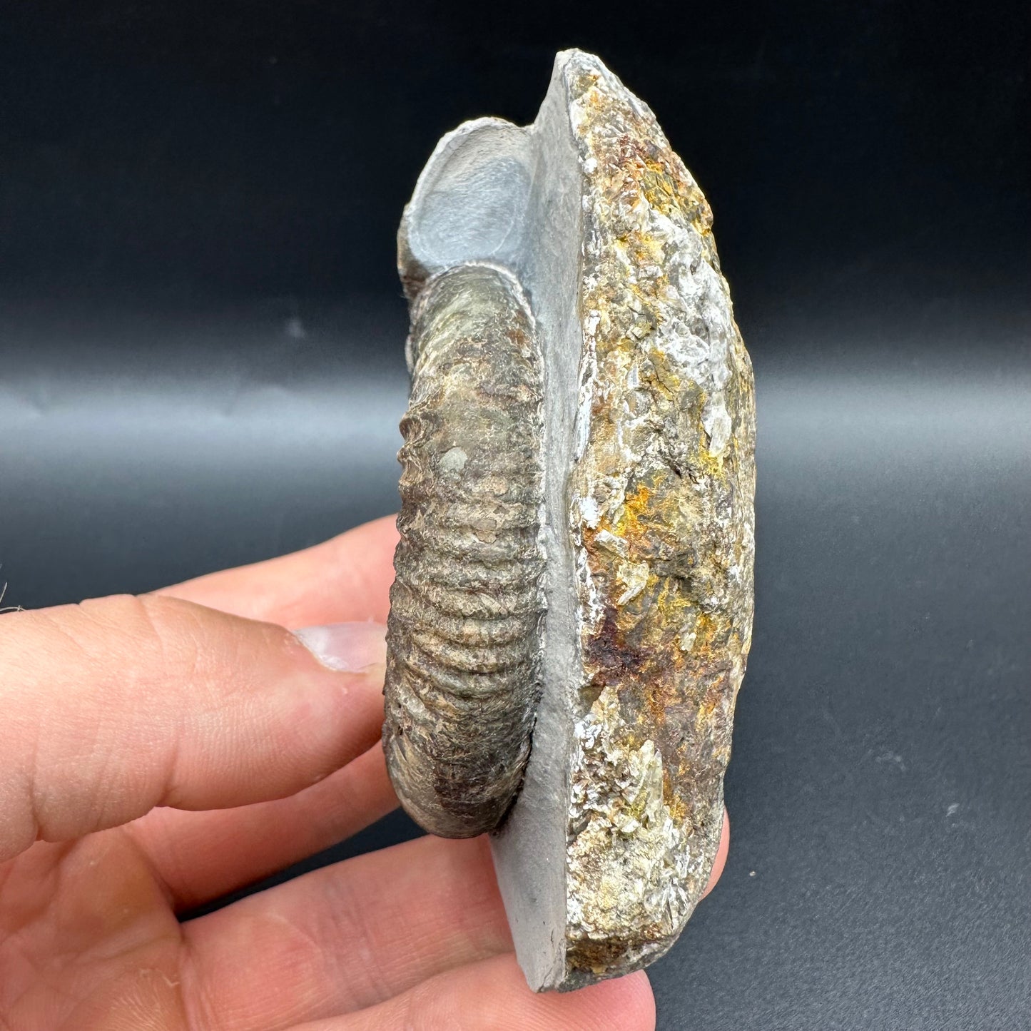 Dactylioceras Ammonite Fossil With Box And Stand - Whitby, North Yorkshire Jurassic Coast Yorkshire Fossils