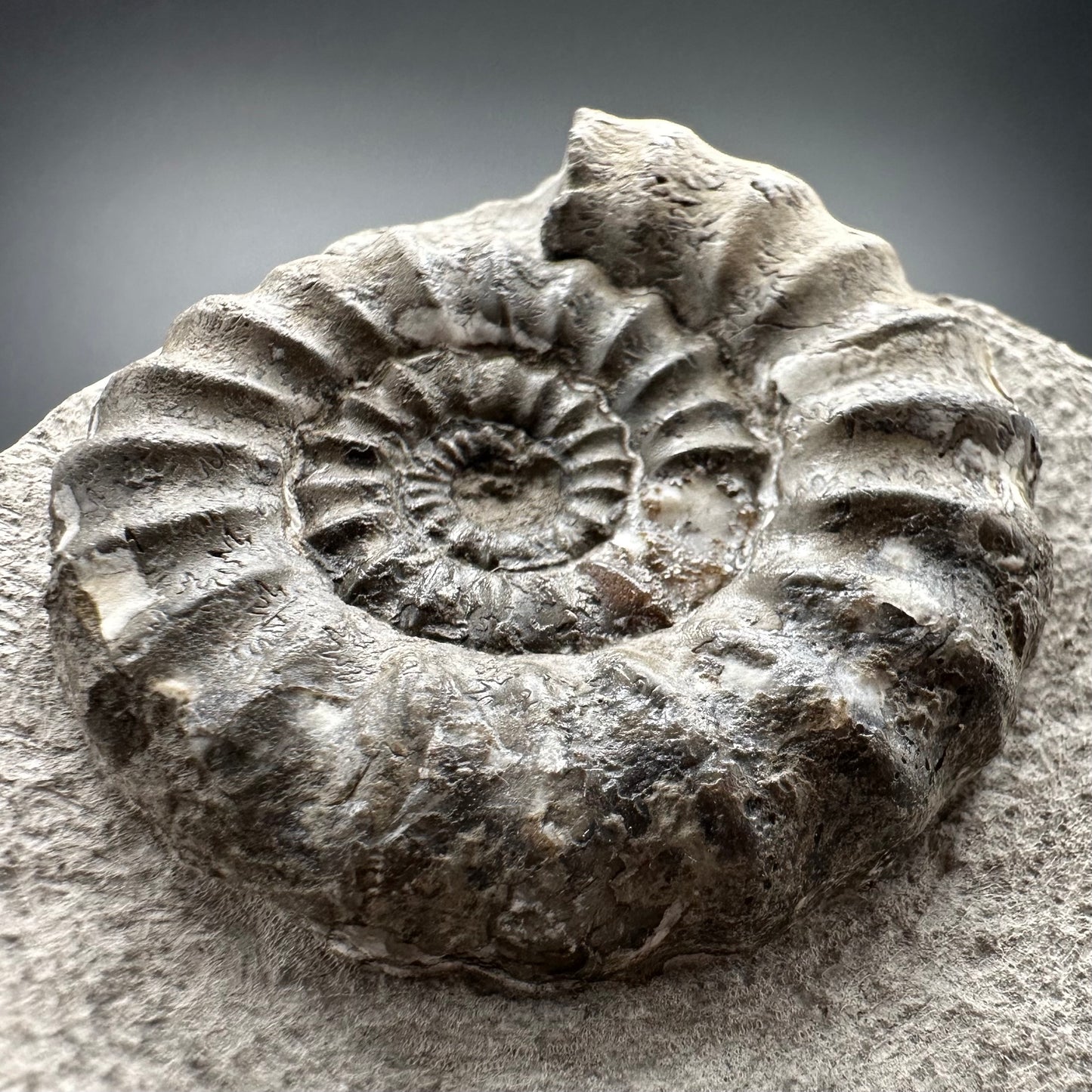 Androgynoceras maculatum ammonite fossil with box and stand - Whitby, North Yorkshire Jurassic Coast Yorkshire Fossils