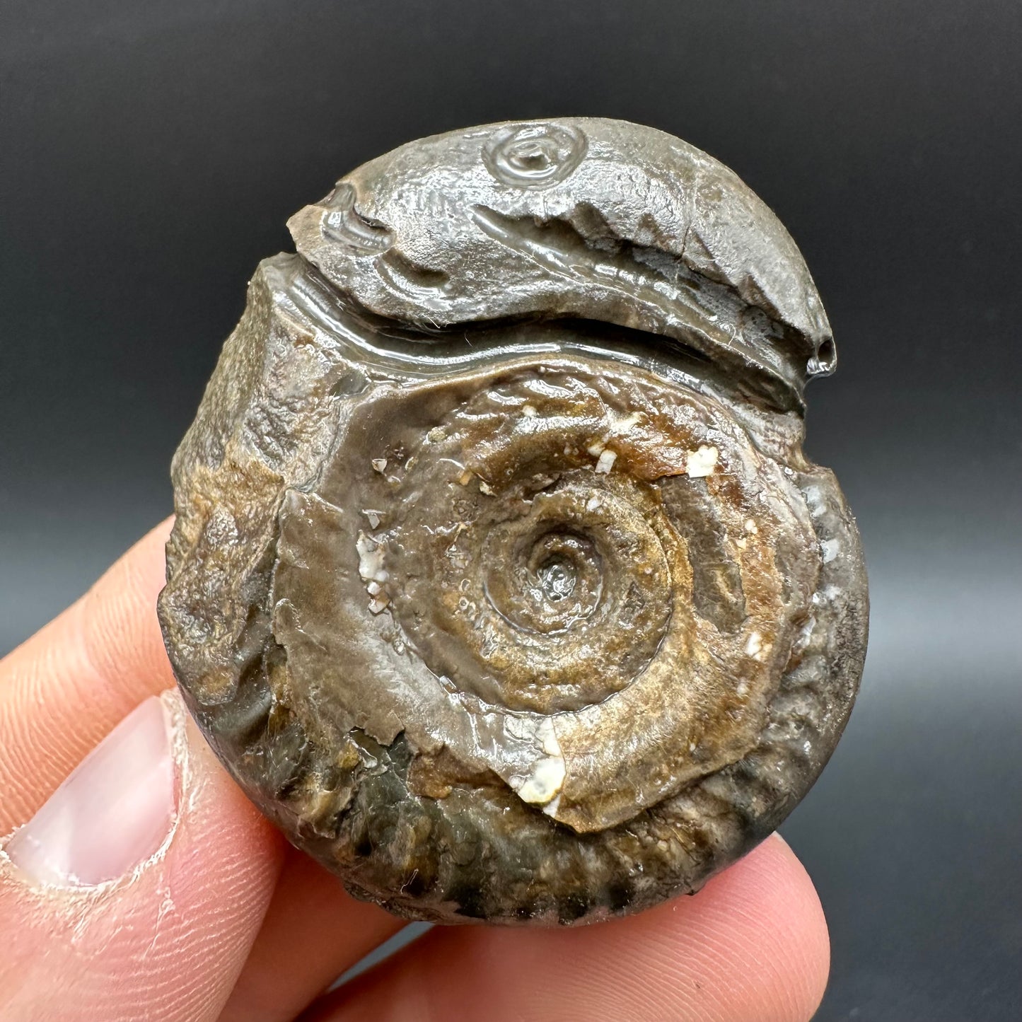Snakestone Ammonite Fossil With Bag/Box And Stand - Whitby, North Yorkshire Jurassic Coast Yorkshire Fossils