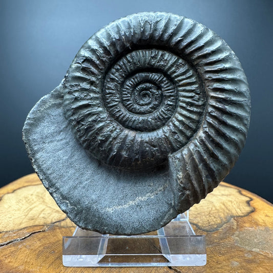 Dactylioceras Ammonite Fossil With box and Stand - Whitby, North Yorkshire Jurassic Coast Yorkshire Fossils