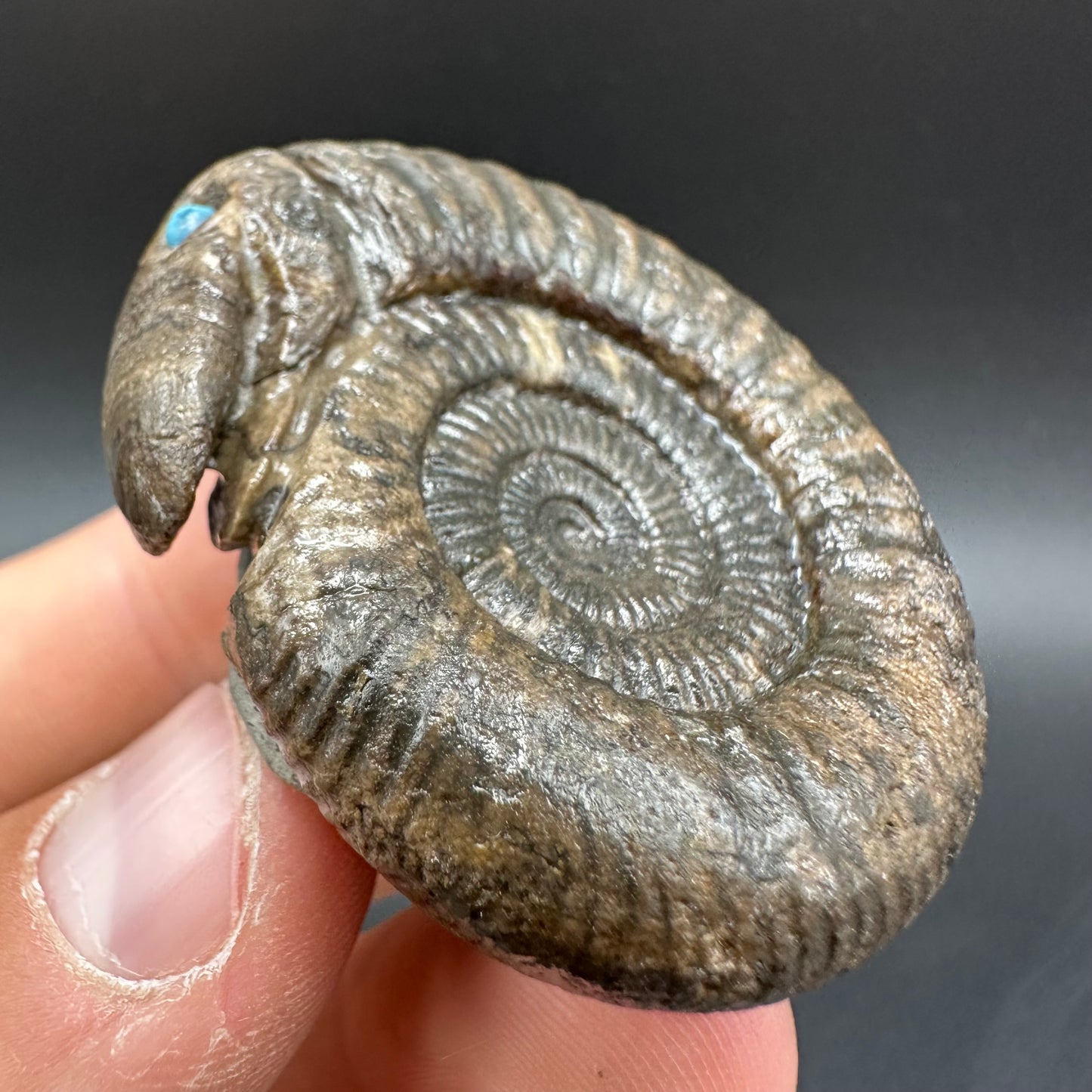 Snakestone Ammonite Fossil With Bag/Box And Stand - Whitby, North Yorkshire Jurassic Coast Yorkshire Fossils