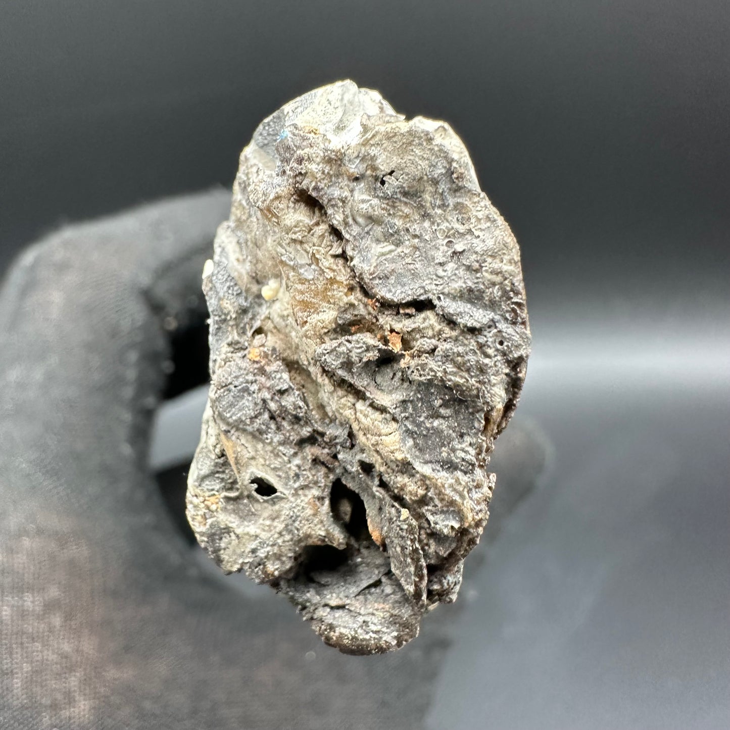 Ichthyosaur Partial Jaw fossil - Whitby, North Yorkshire Jurassic Coast, Yorkshire fossils