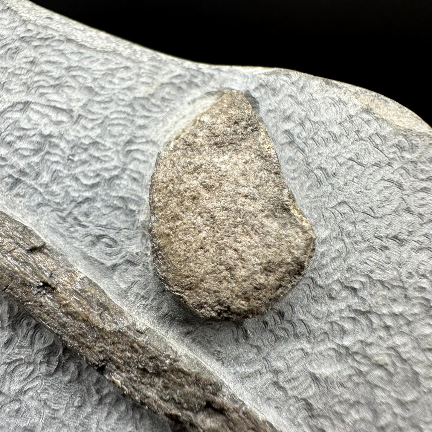 Gyrosteus Fish Bone fossil - Whitby, North Yorkshire, Jurassic Coast, Yorkshire Fossils