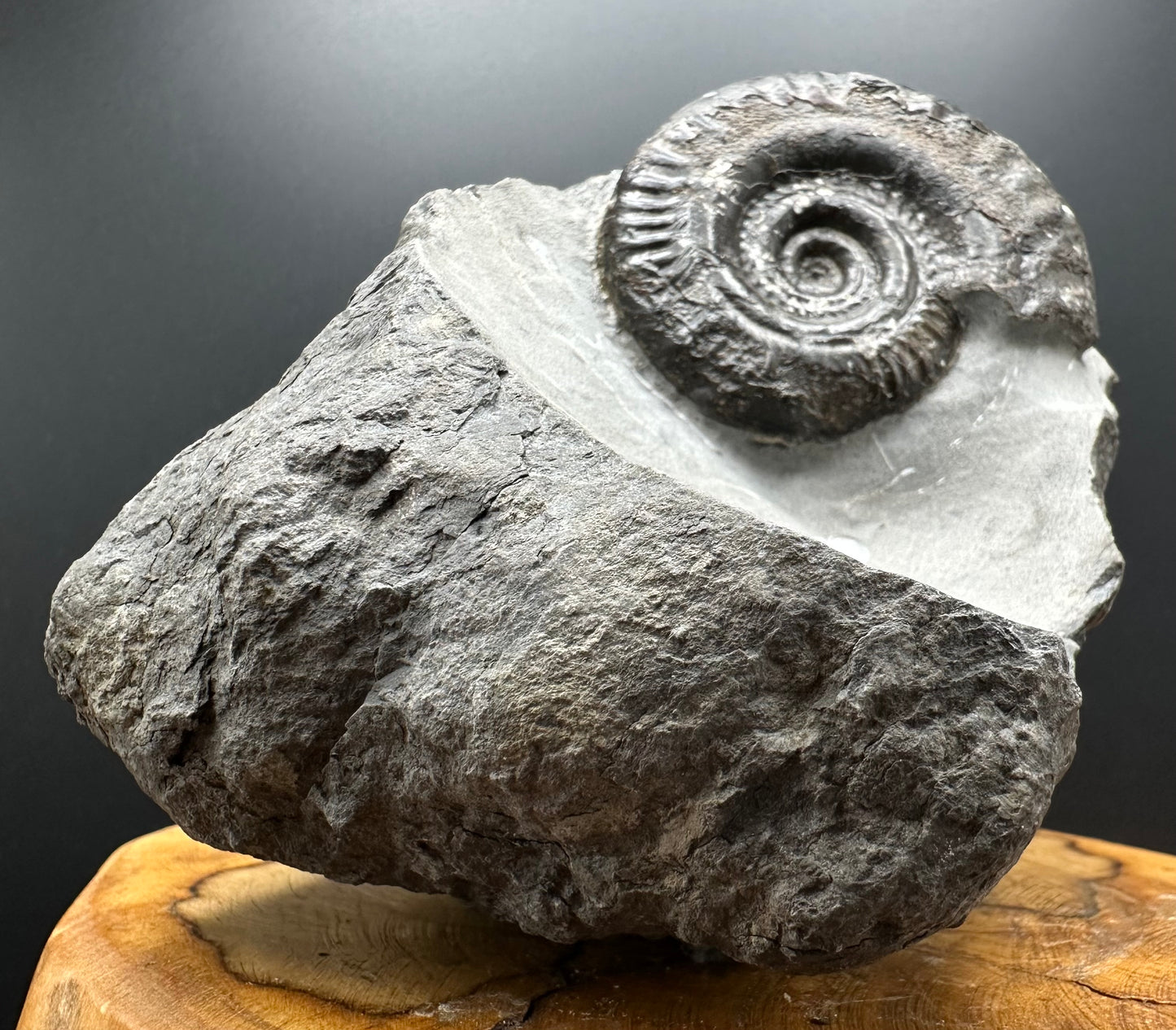 Hildoceras Bifrons Ammonite fossil with stand - Whitby, North Yorkshire Jurassic Coast, Yorkshire Fossils from the Jurassic Coast
