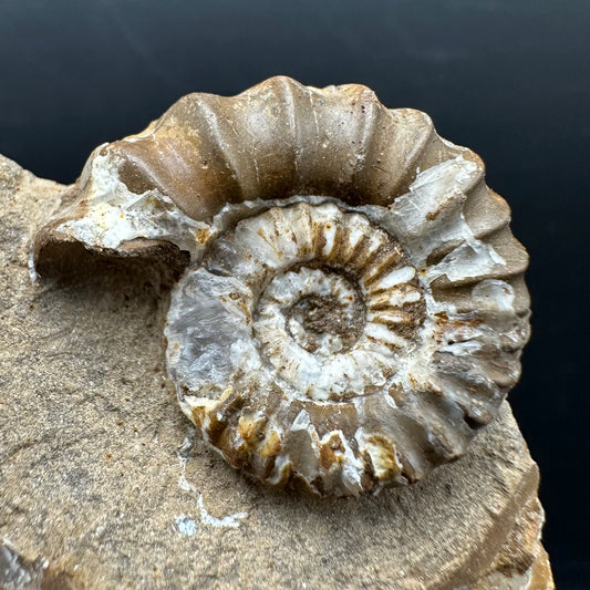 Androgynoceras capricornus Ammonite Fossil With Stand - Whitby, North Yorkshire Jurassic Coast Yorkshire Fossils