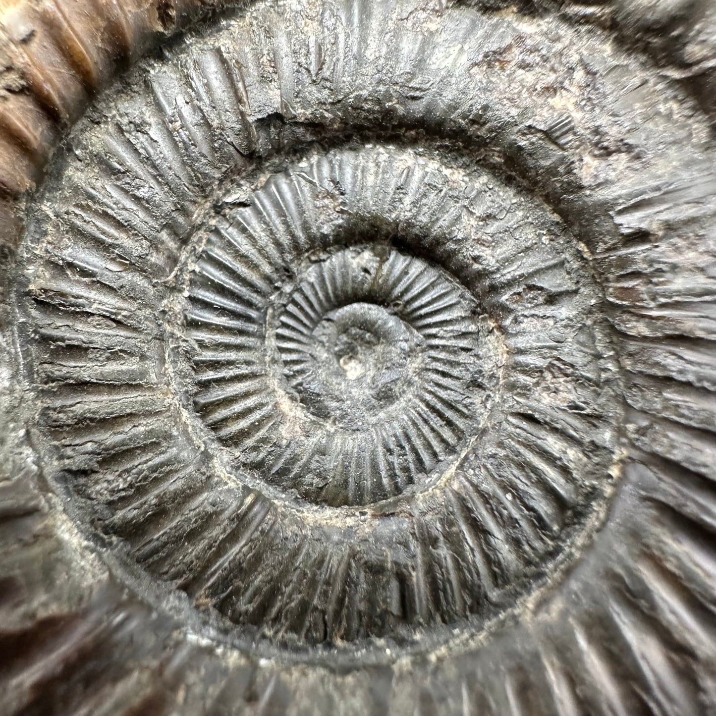 Dactylioceras Ammonite Fossil With box and Stand - Whitby, North Yorkshire Jurassic Coast Yorkshire Fossils