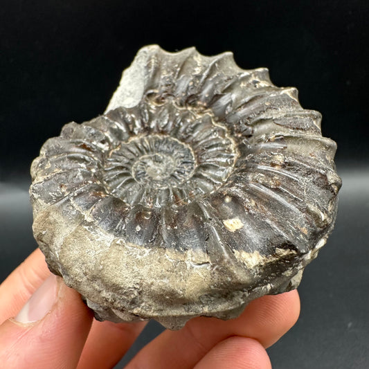 Pleuroceras hawskerense Ammonite fossil with box and stand - Whitby, North Yorkshire Jurassic Coast, Yorkshire fossils