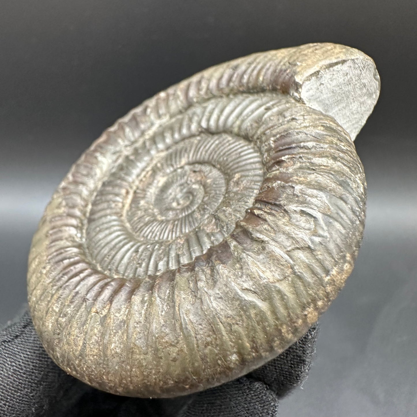 Dactylioceras Ammonite Fossil With Box And Stand - Whitby, North Yorkshire Jurassic Coast Yorkshire Fossils