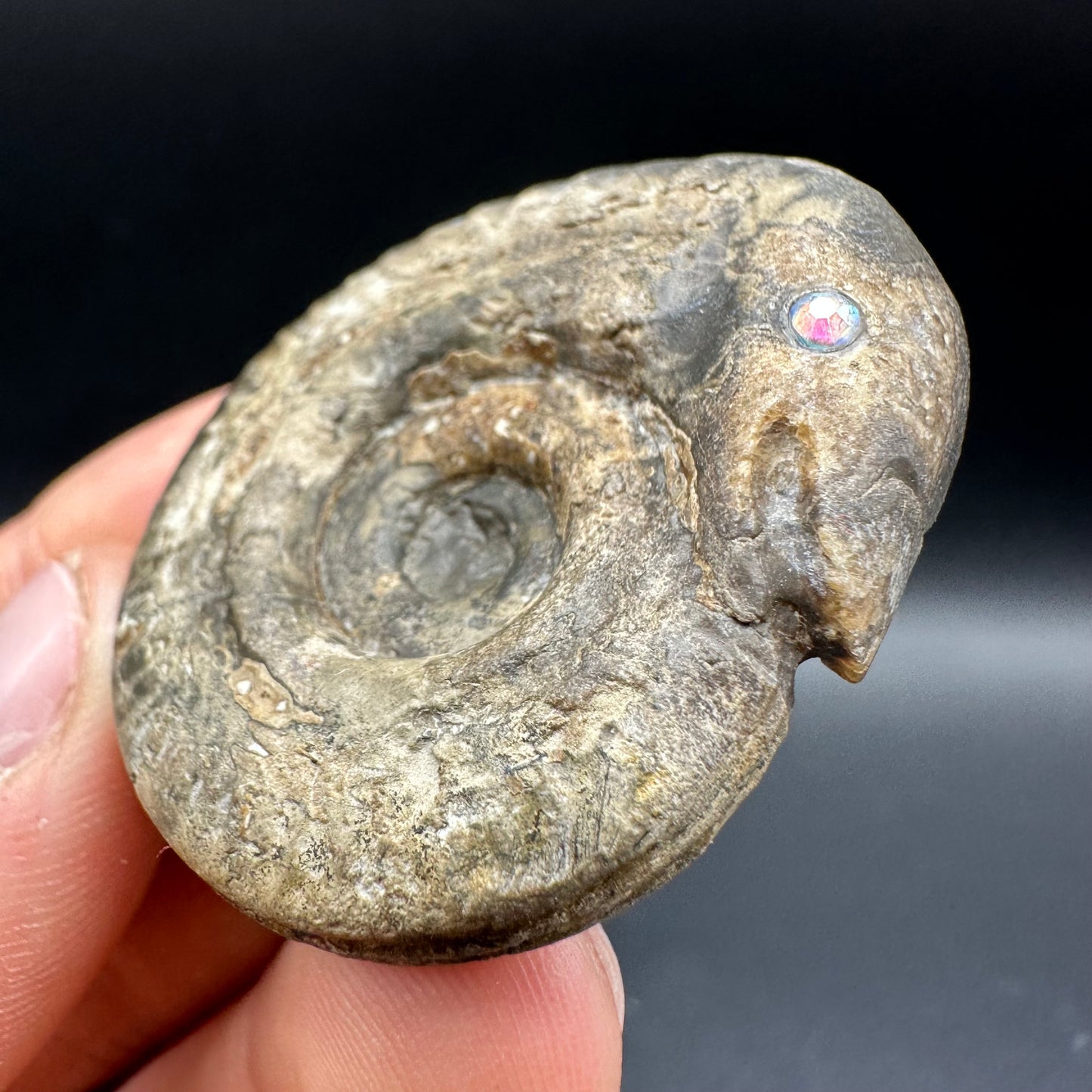 Snakestone Ammonite Fossil With Bag/Box And Stand - Whitby, North Yorkshire Jurassic Coast Yorkshire Fossils