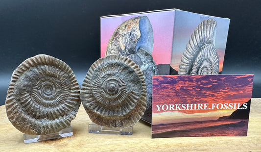 Dactylioceras Ammonite nodule (split pair) Fossil With Box And Stand - Whitby, North Yorkshire Jurassic Coast Yorkshire Fossils