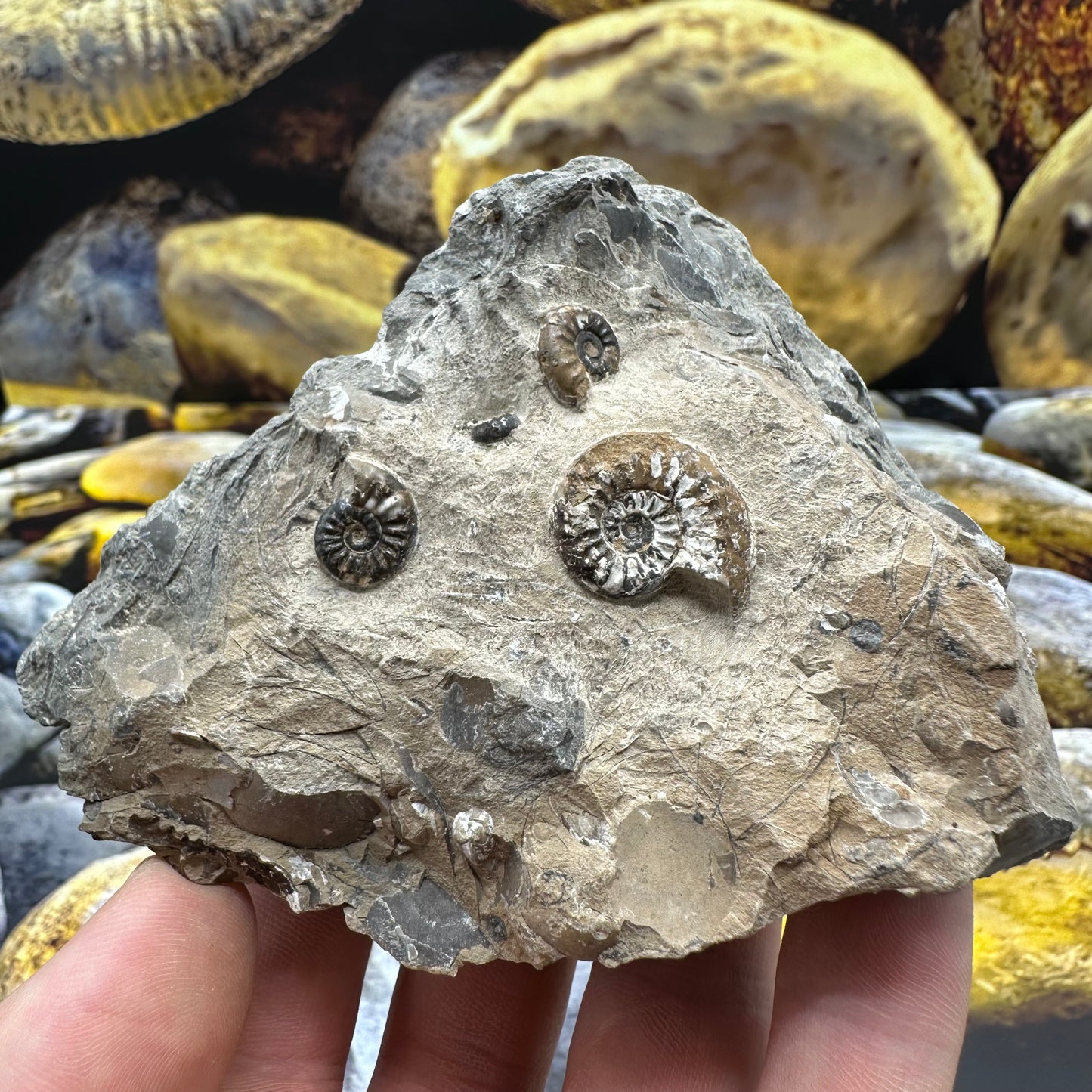 Amaltheus subnodosus ammonite fossil - Whitby, North Yorkshire Jurassic Coast, Yorkshire Fossils