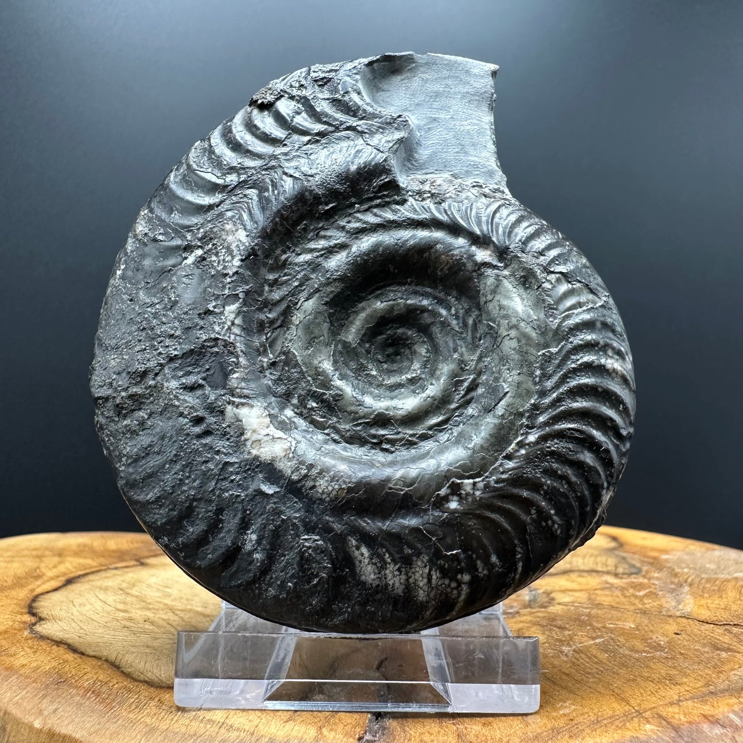 Hildoceras semipolitum Ammonite fossil with box and stand - Whitby, North Yorkshire Jurassic Coast, Yorkshire Fossils from the Jurassic Coast
