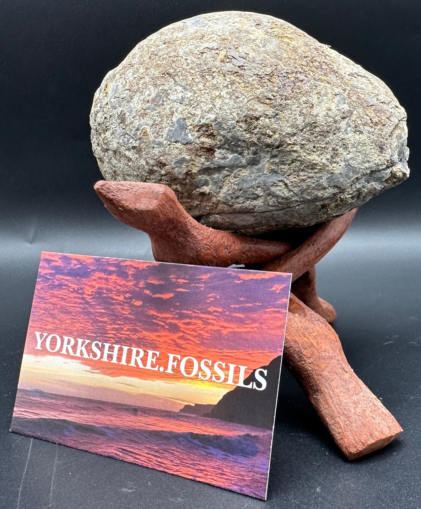 Dactylioceras Ammonite nodule (split pair) Fossil With Stand - Whitby, North Yorkshire Jurassic Coast Yorkshire Fossils