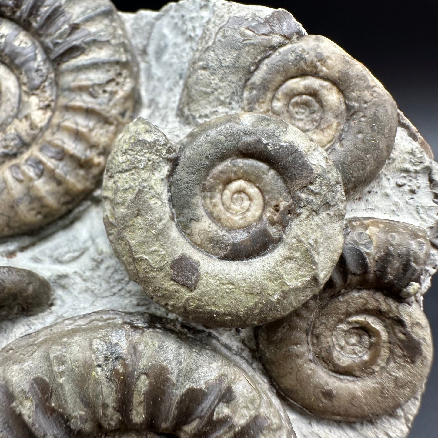 Arnioceras ammonite shell fossil with box and stand - Whitby, North Yorkshire Jurassic Coast Yorkshire Fossils