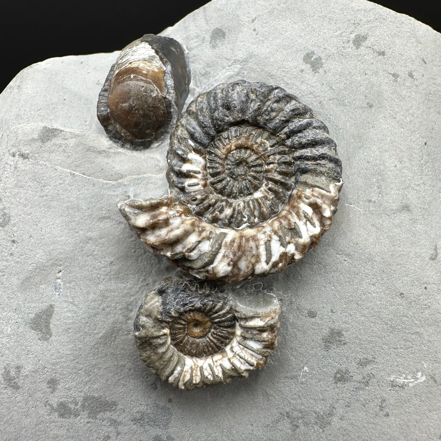 Oistoceras figulinum ammonite fossil / Belemnite Phragmocone with box and stand - Whitby, North Yorkshire Jurassic Coast Yorkshire Fossils