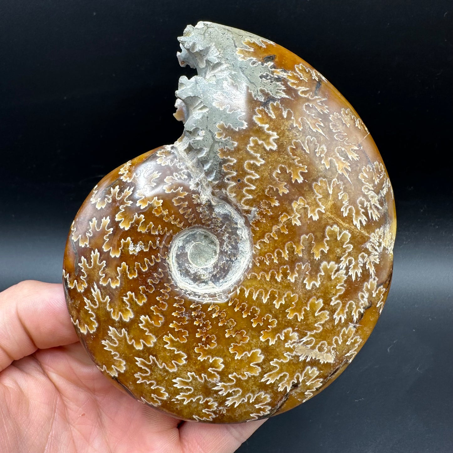 Cleoniceras Ammonite Fossil With Box And Stand - Cretaceous Ammonite Madagascar