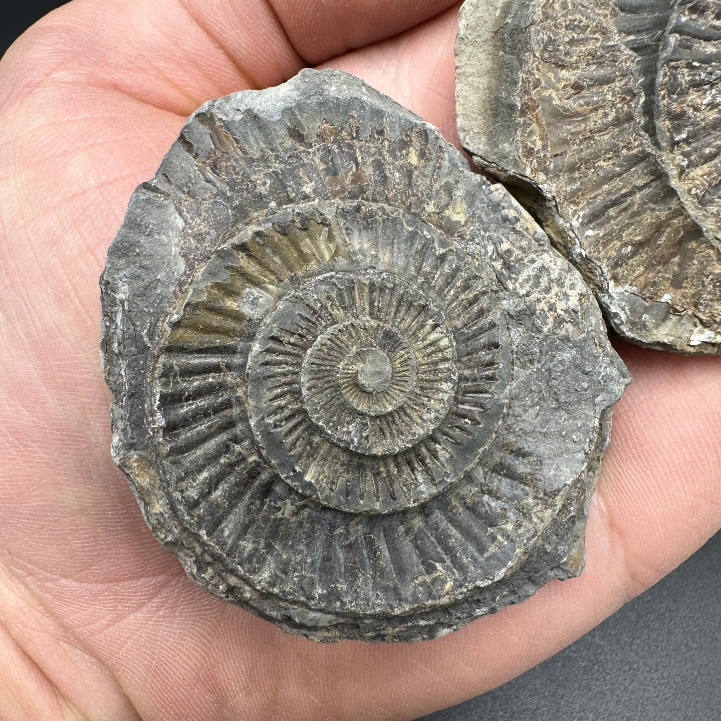 Dactylioceras imprint (negative) bundle ammonite shell fossil with box - Whitby, North Yorkshire, Yorkshire Fossils