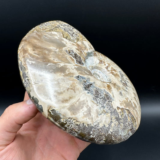 Cleoniceras Ammonite Fossil With Stand - Cretaceous Ammonite Madagascar