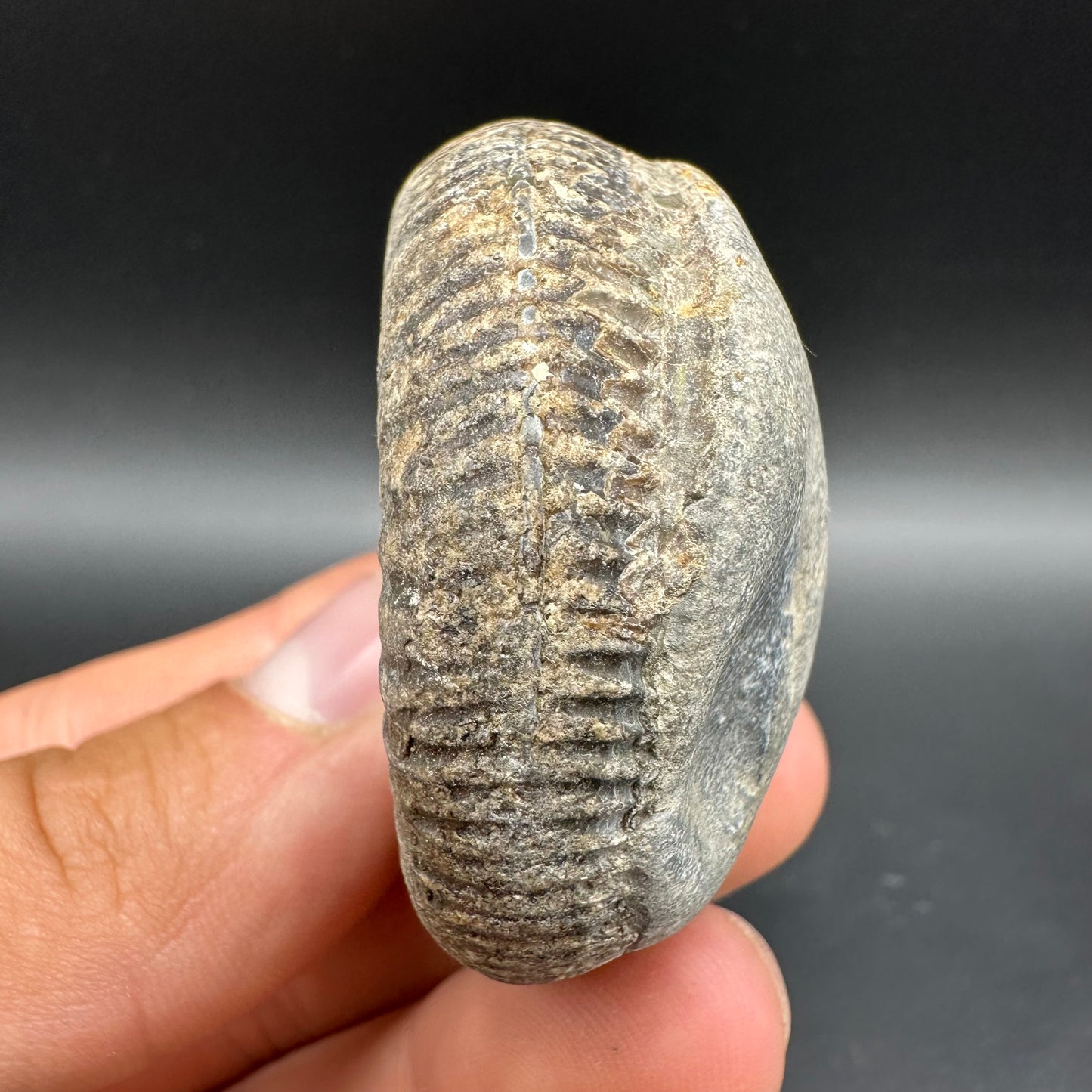 Dactylioceras Ammonite Fossil With Box And Stand - Whitby, North Yorkshire Jurassic Coast Yorkshire Fossils