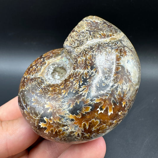 Puzosia Ammonite Fossil With Box And Stand - Cretaceous Ammonite Madagascar
