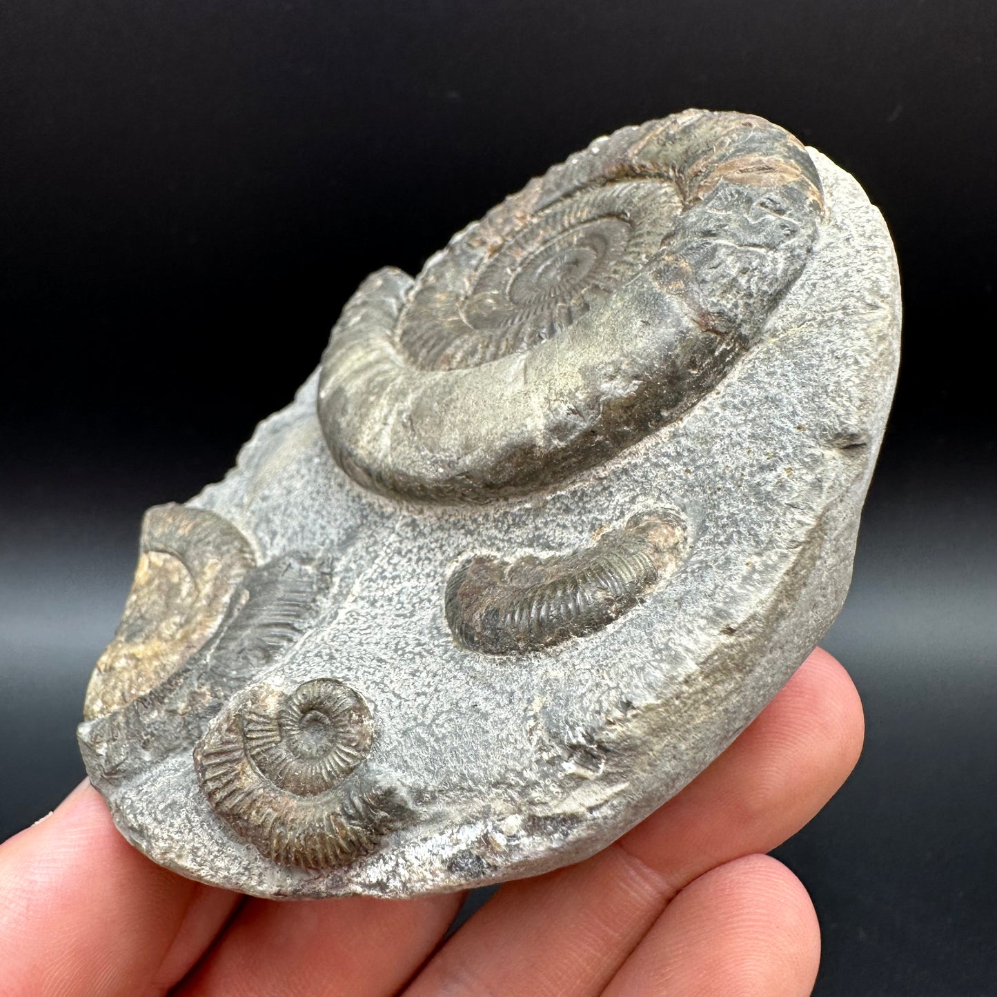 Dactylioceras Ammonite Fossil With Box And Stand - Whitby, North Yorkshire Jurassic Coast Yorkshire Fossils