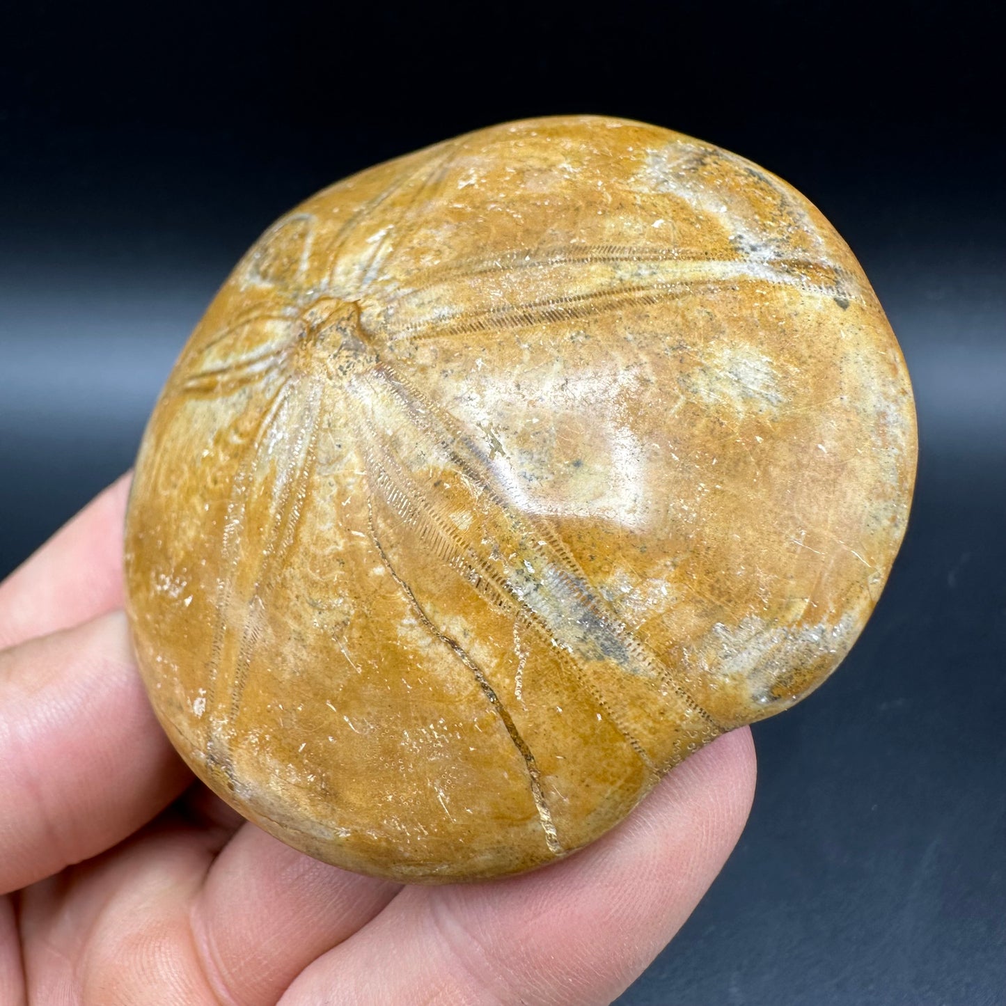 Holectypus Sea Urchin Fossil With Box And Stand - Middle Jurassic Madagascar