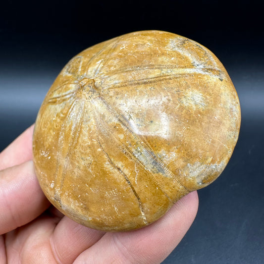 Holectypus Sea Urchin Fossil With Box And Stand - Middle Jurassic Madagascar