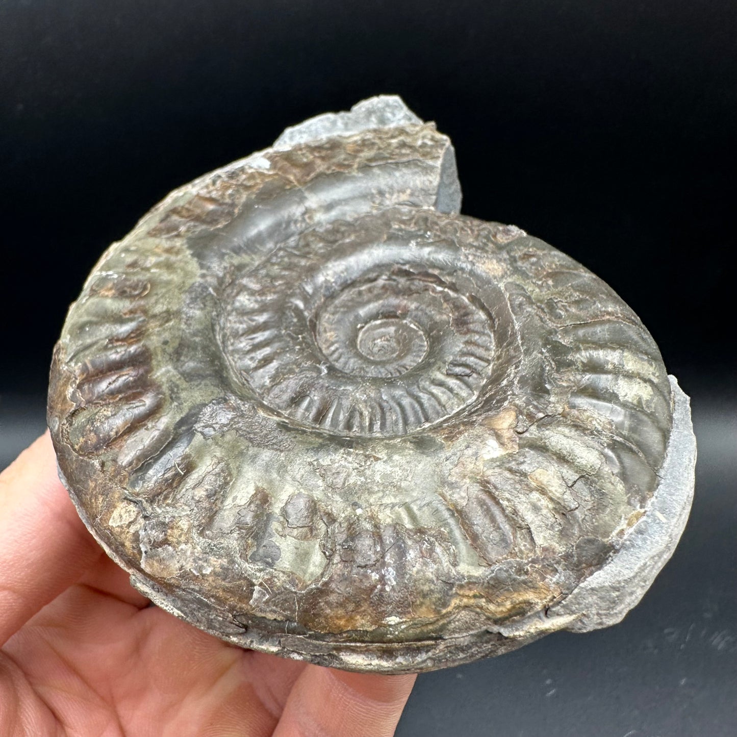 Hildoceras lusitanicum Ammonite Nodule (split pair) Fossil With Box And Stand - Whitby, North Yorkshire Jurassic Coast Yorkshire Fossils