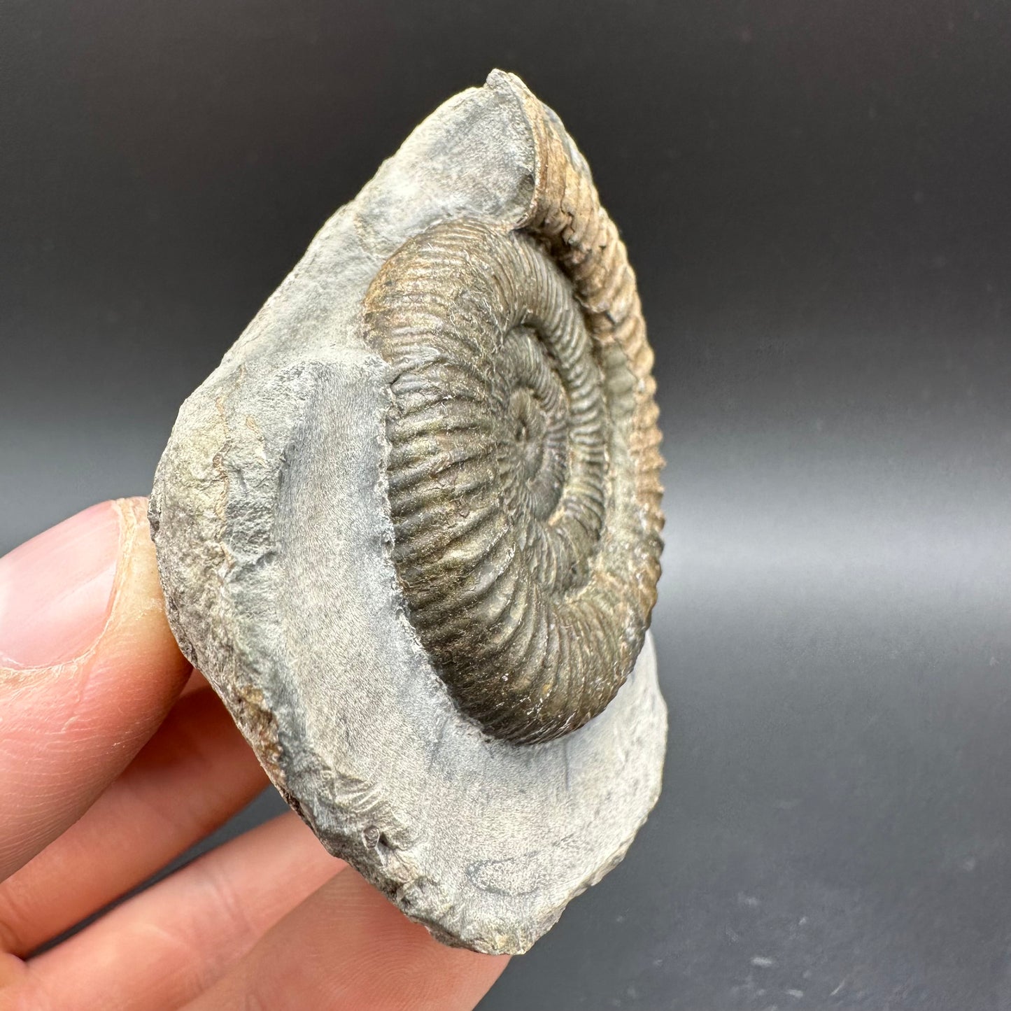Dactylioceras Ammonite Fossil With Box And Stand - Whitby, North Yorkshire Jurassic Coast Yorkshire Fossils