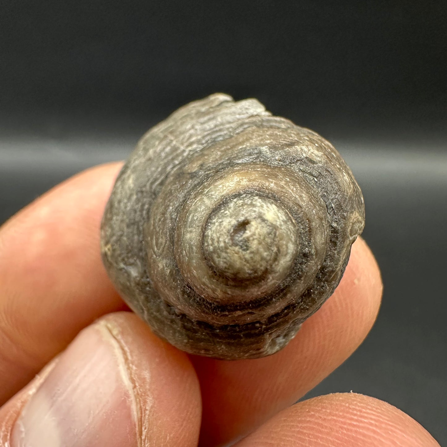Gastropod Shell Fossil With Box And Stand - Whitby, North Yorkshire, Jurassic Coast, Yorkshire Fossils