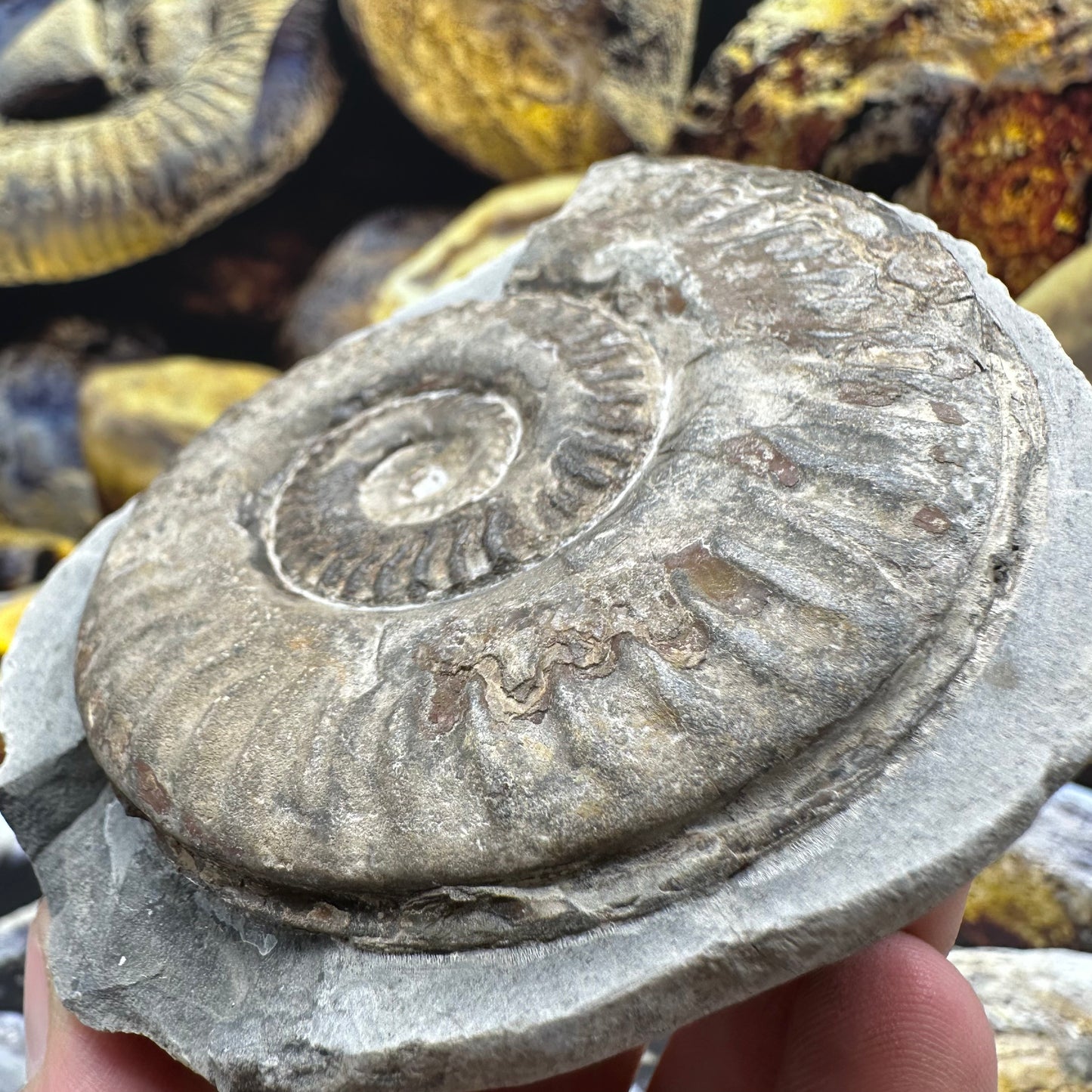 Hildoceras lusitanicum ammonite fossil - Whitby, North Yorkshire, Jurassic Coast, Yorkshire Fossils