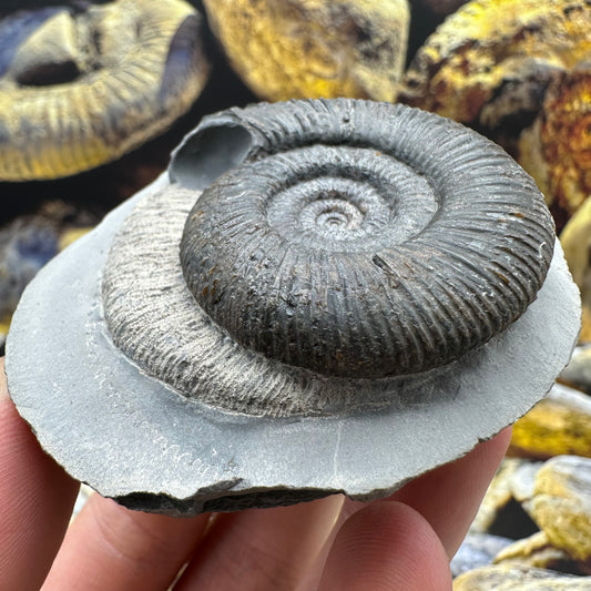 Dactylioceras semicelatum ammonite fossil - Whitby, North Yorkshire