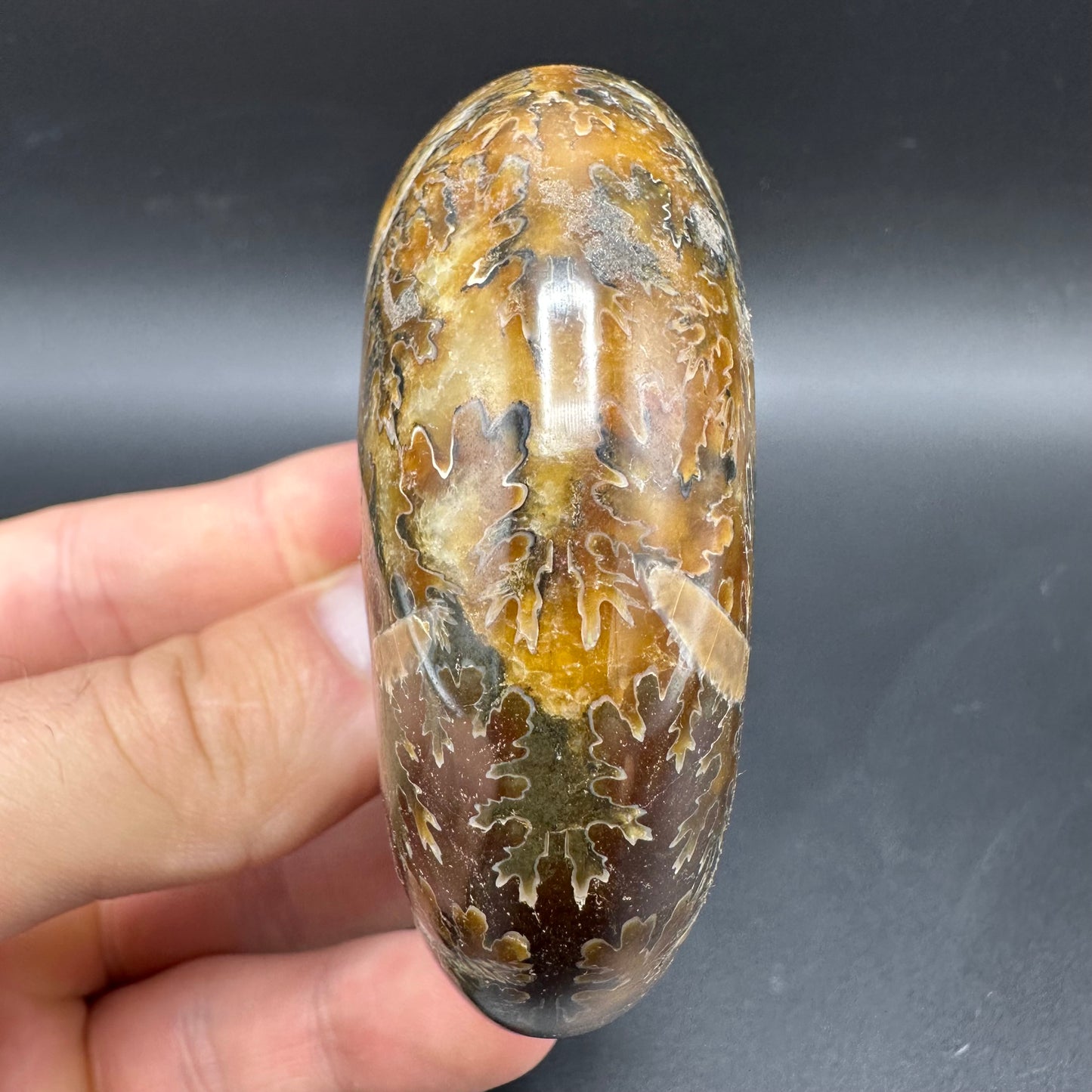 Puzosia Ammonite Fossil With Box And Stand - Cretaceous Ammonite Madagascar