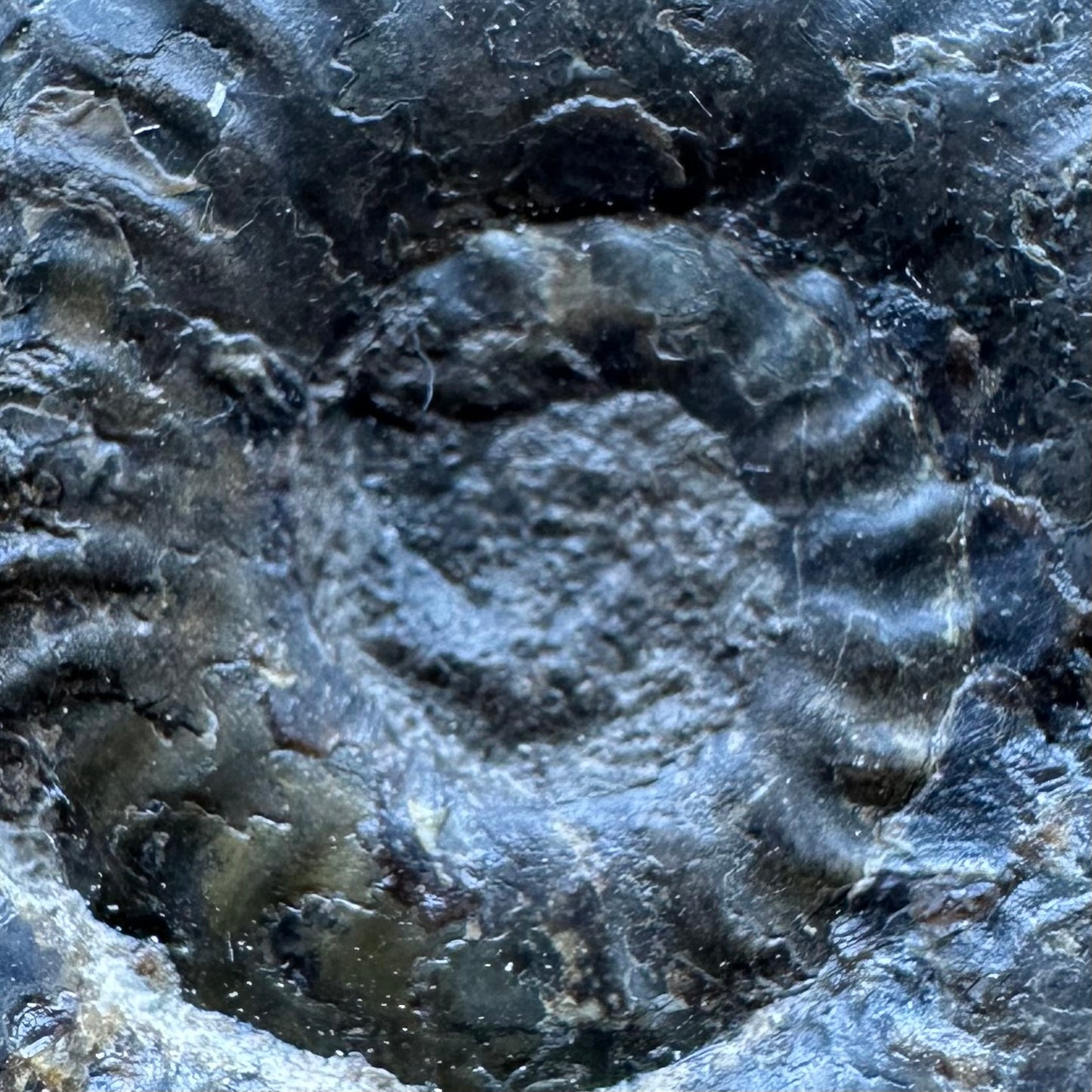 Grammoceras thoaurense Ammonite shell fossil with box and stand - Whitby, North Yorkshire, Yorkshire Fossils from the Jurassic Coast
