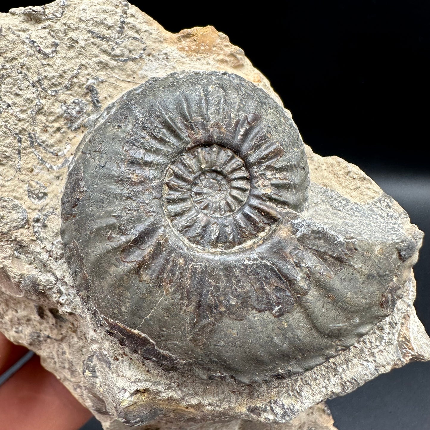 Amaltheus subnodosus Ammonite fossil with box and stand - Whitby, North Yorkshire Jurassic Coast Yorkshire Fossils