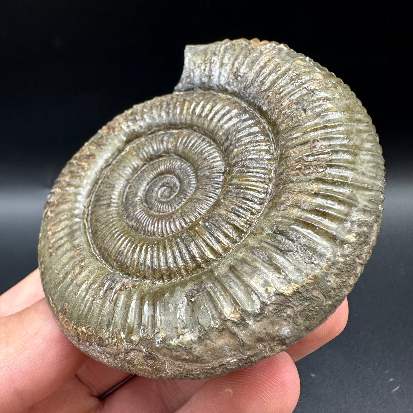 Dactylioceras Ammonite Fossil With Box And Stand - Whitby, North Yorkshire Jurassic Coast Yorkshire Fossils