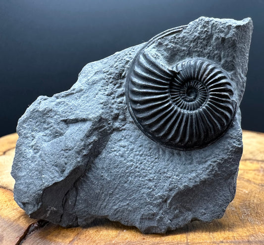 Eparietites Sp. Ammonite fossil with box and stand - Whitby, North Yorkshire Jurassic Coast Yorkshire Fossils