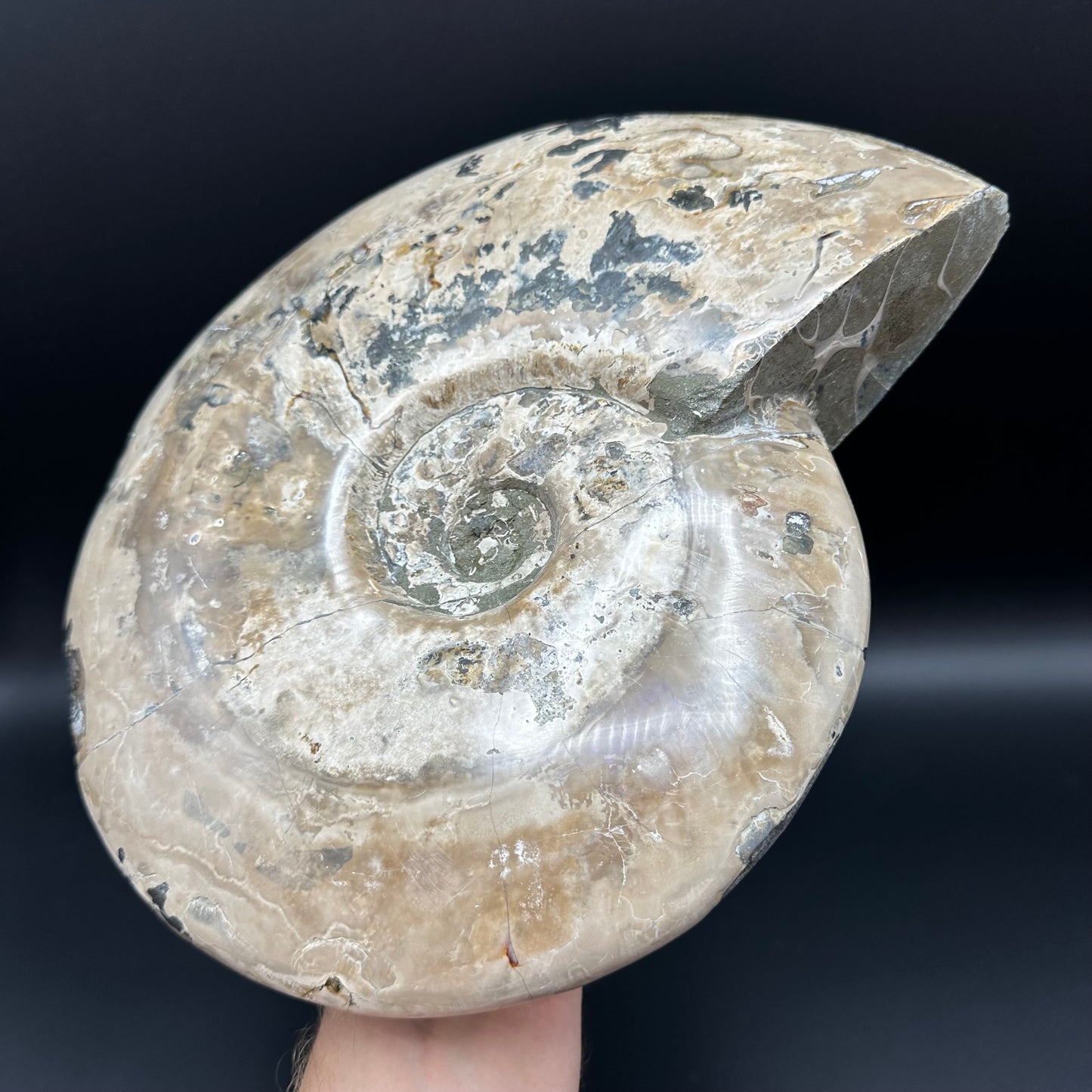 Cleoniceras Ammonite Fossil With Stand - Cretaceous Ammonite Madagascar
