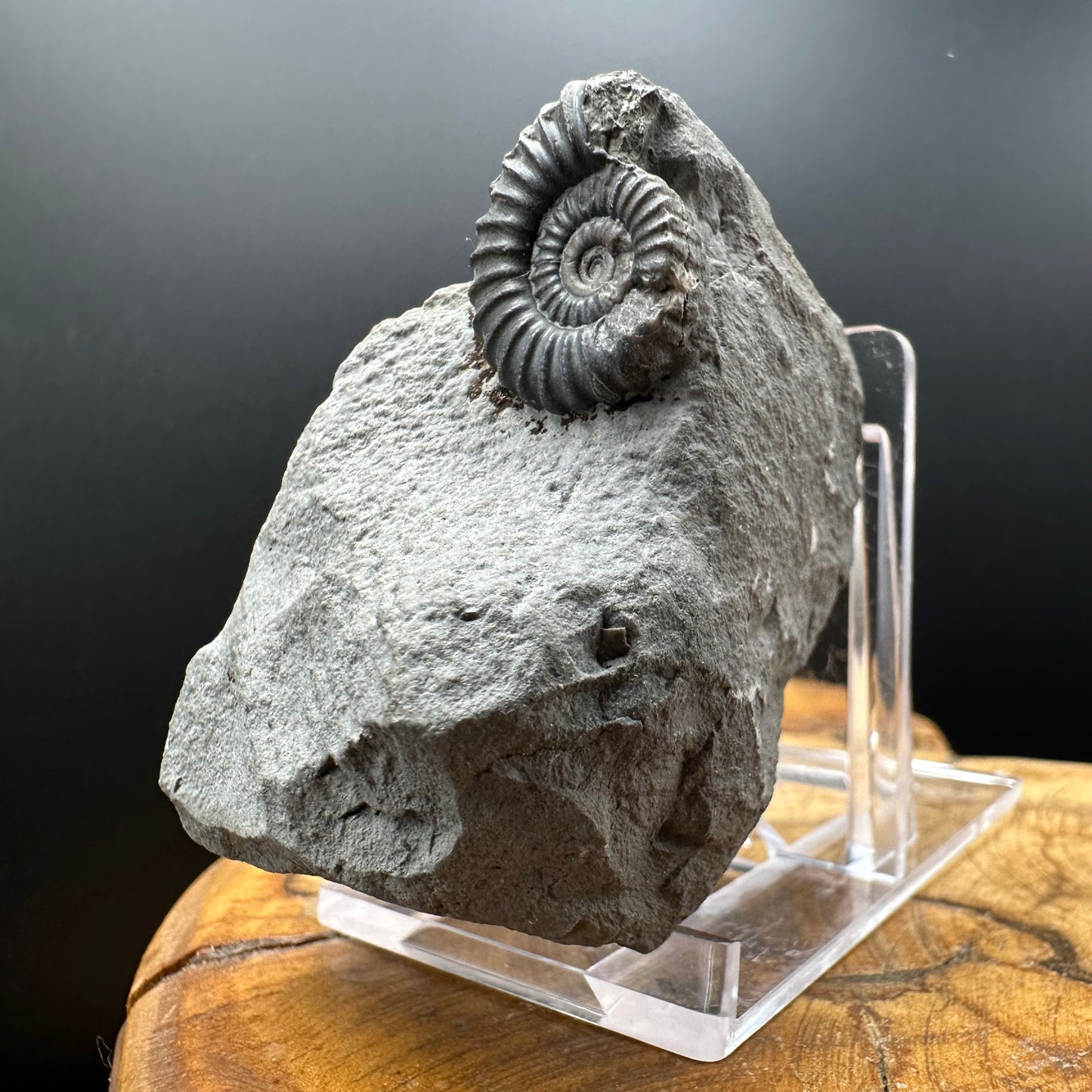 Promicroceras Ammonite shell fossil with box and stand - Whitby, North Yorkshire Jurassic Coast Yorkshire Fossils