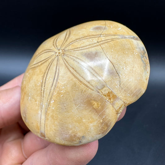 Holectypus Sea Urchin Fossil With Box And Stand - Middle Jurassic Madagascar