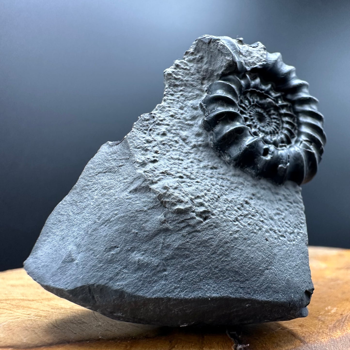 Gagaticeras Ammonite fossil with box and stand - Whitby, North Yorkshire Jurassic Coast Yorkshire Fossils