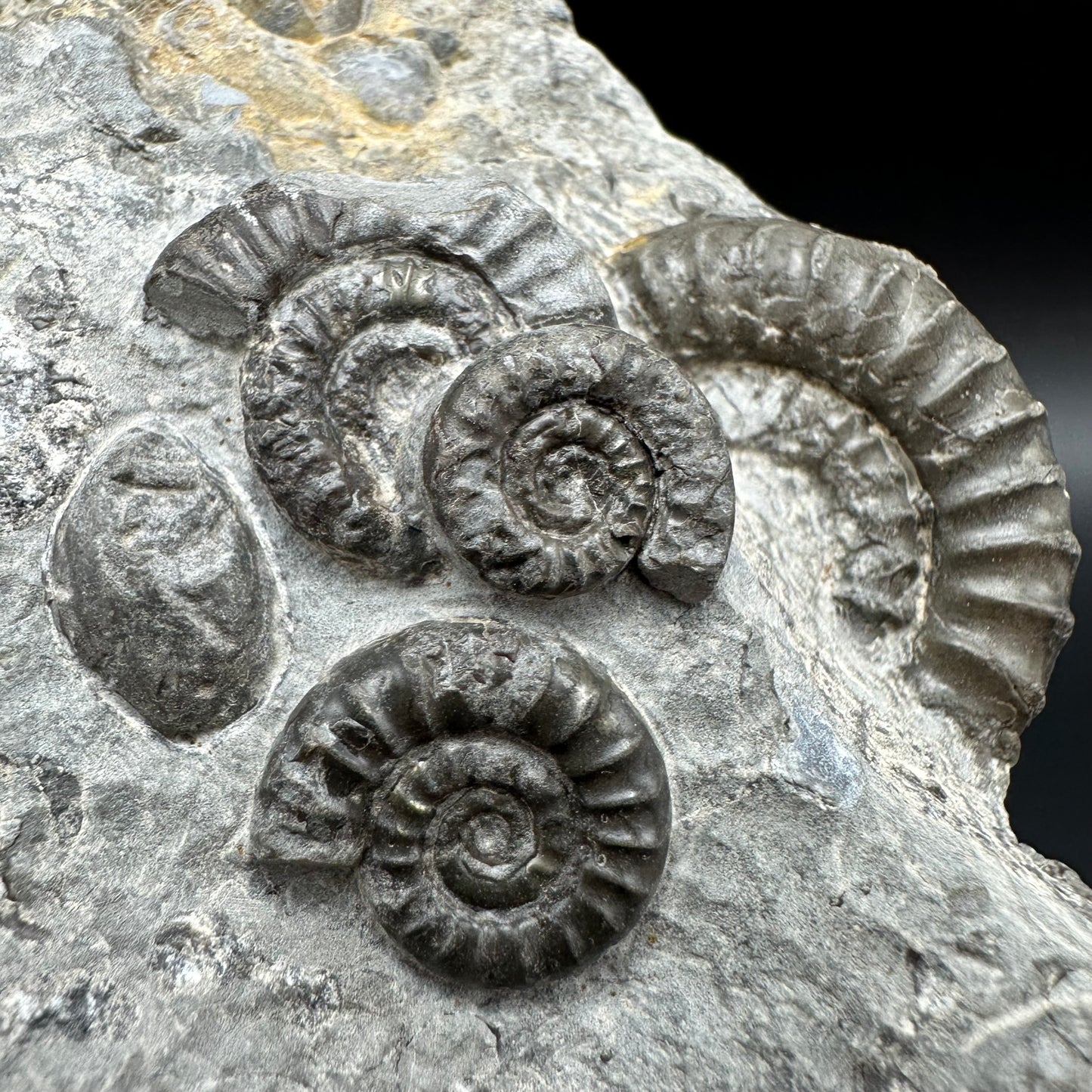Arnioceras ammonite shell fossil with stand - Whitby, North Yorkshire Jurassic Coast Yorkshire Fossils