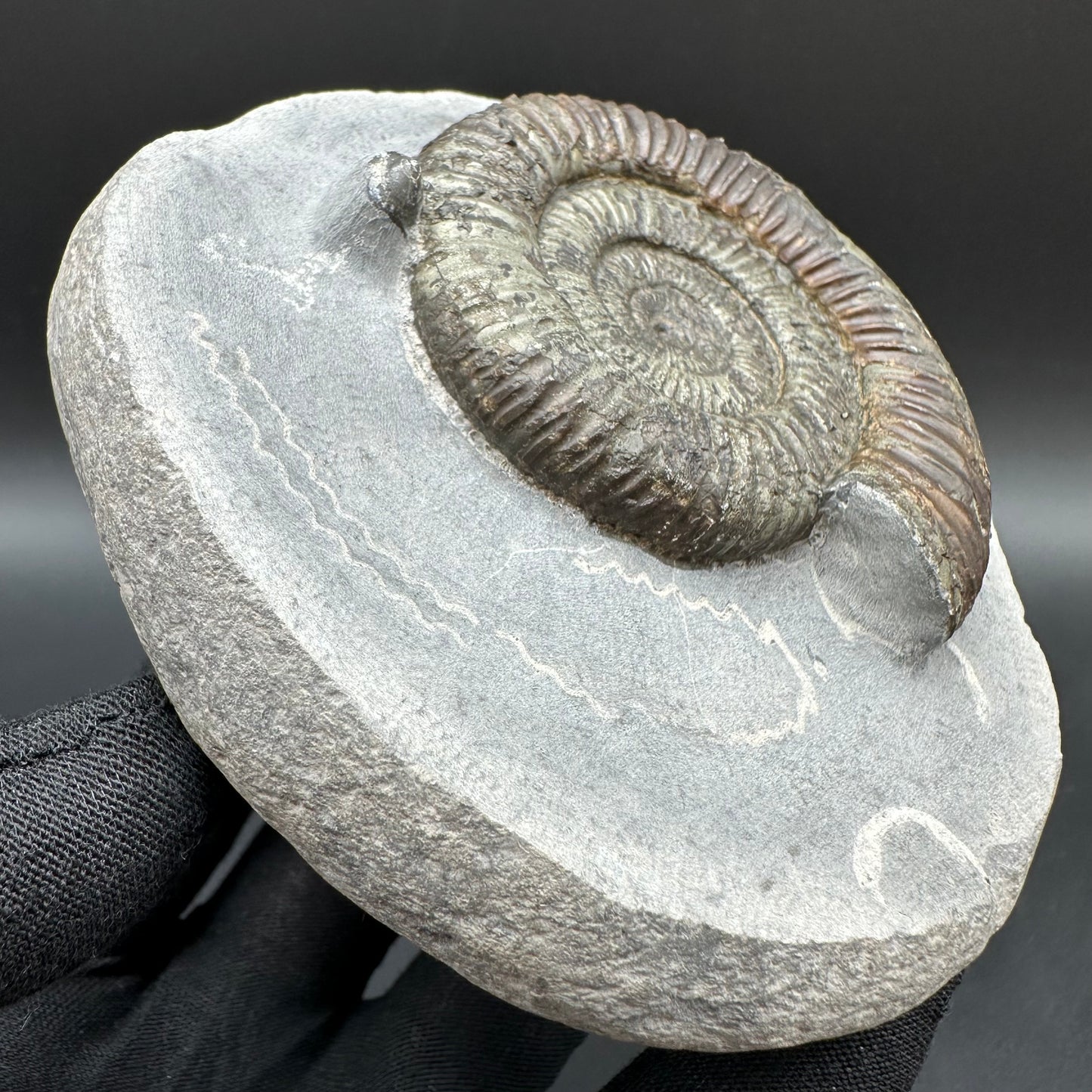 Dactylioceras Ammonite Fossil With Box And Stand - Whitby, North Yorkshire Jurassic Coast Yorkshire Fossils
