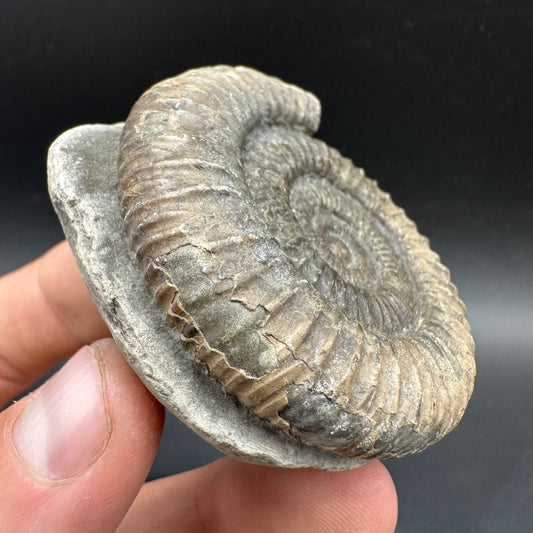 Dactylioceras Ammonite Fossil With box and Stand - Whitby, North Yorkshire Jurassic Coast Yorkshire Fossils