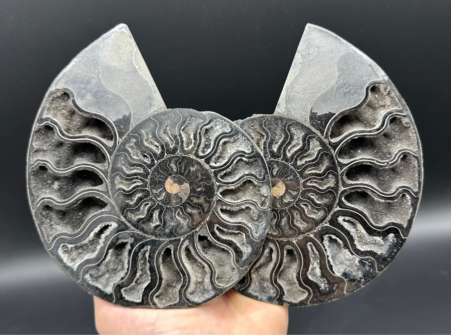 Cleoniceras Ammonite Cut And Polished Fossil Pair With Stand - Cretaceous Ammonite Madagascar