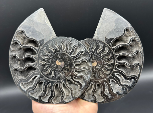 Cleoniceras Ammonite Cut And Polished Fossil Pair With Stand - Cretaceous Ammonite Madagascar