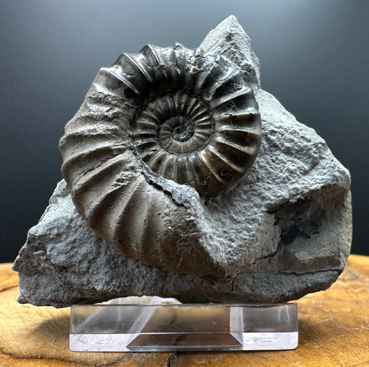 Aegasteroceras sagittarium ammonite fossil with box and stand - Whitby, North Yorkshire Jurassic Coast Yorkshire Fossils